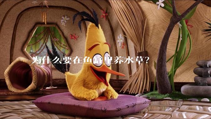 为什么要在鱼缸里养水草？