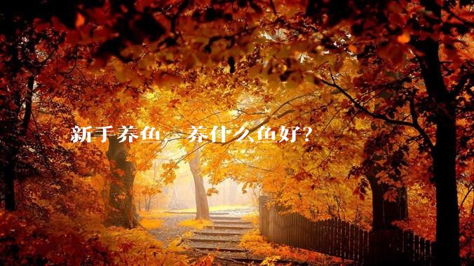 新手养鱼，养什么鱼好？