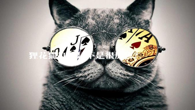 狸花猫打架是不是很厉害？